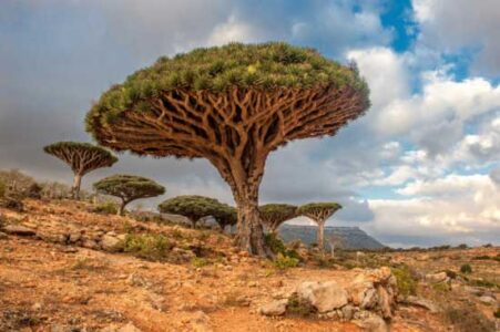 Dragon’s Blood Tree